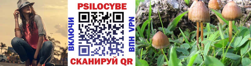 Псилоцибиновые грибы Psilocybe  Ачхой-Мартан 